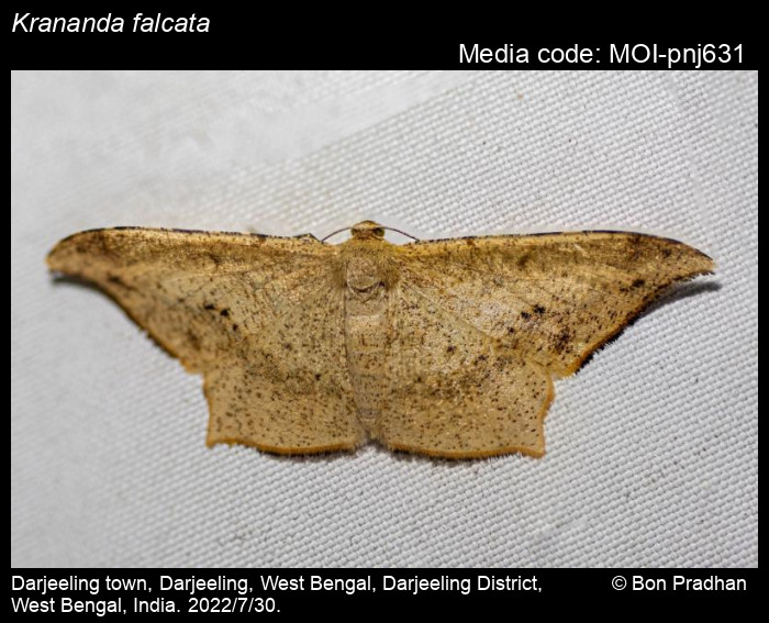 Krananda Falcata Warren 1894 Moths krananda-falcata-warren-1894-moths